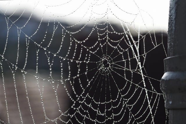 web
